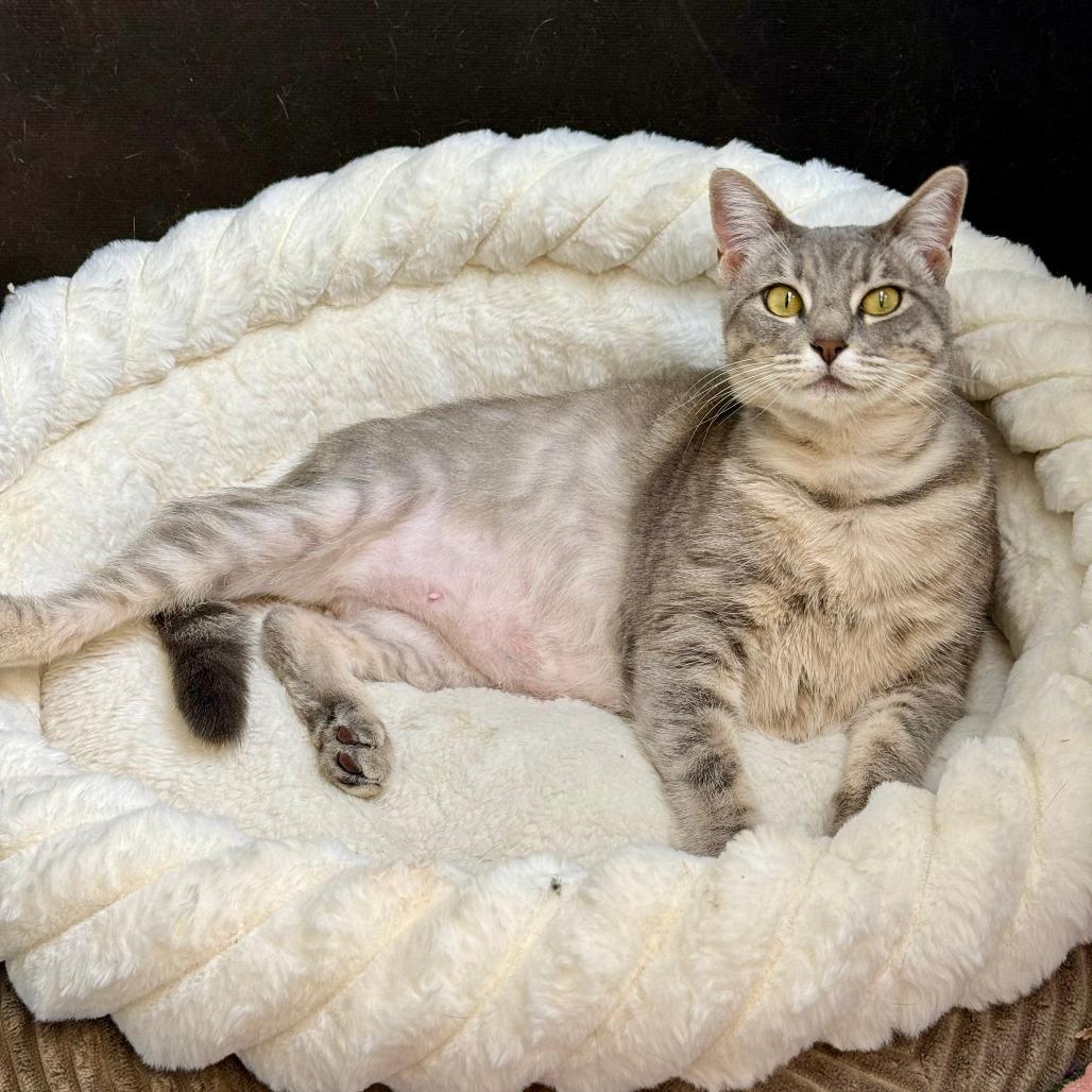 Enlarge Gaia, a Adoptable Domestic Short Hair in Vallejo, CA image 4/6