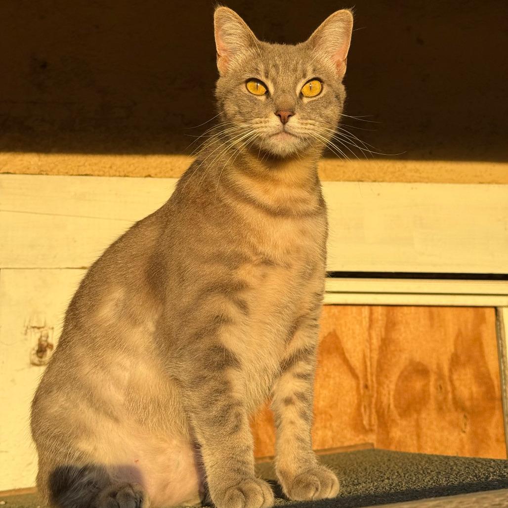 Enlarge Gaia, a Adoptable Domestic Short Hair in Vallejo, CA image 5/6