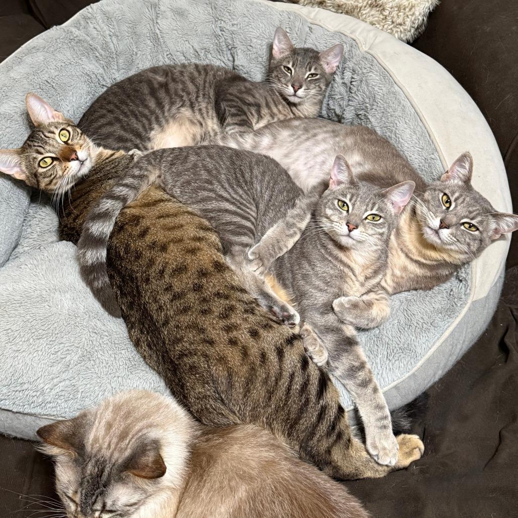 Enlarge Gaia, a Adoptable Domestic Short Hair in Vallejo, CA image 6/6