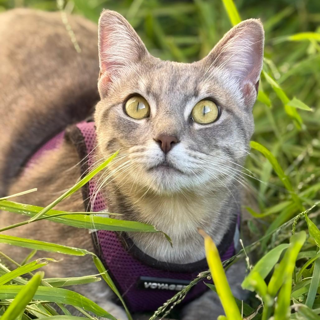 Gaia, Adoptable, Adult Female Domestic Short Hair.