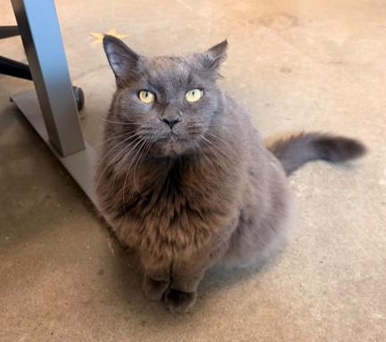 Enlarge CHAR, a Adoptable Domestic Long Hair in Leesburg, VA image 1/1