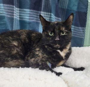 Enlarge Baby, a ADOPTABLE Domestic Short Hair in Bucyrus, OH image 1/3