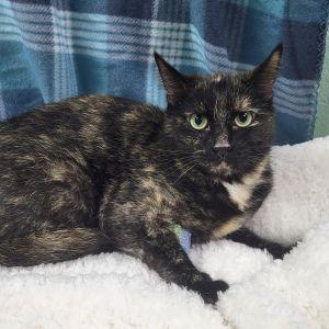 Enlarge Baby, a ADOPTABLE Domestic Short Hair in Bucyrus, OH image 3/3