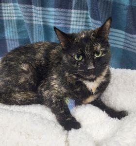 Enlarge Baby, a ADOPTABLE Domestic Short Hair in Bucyrus, OH image 2/3
