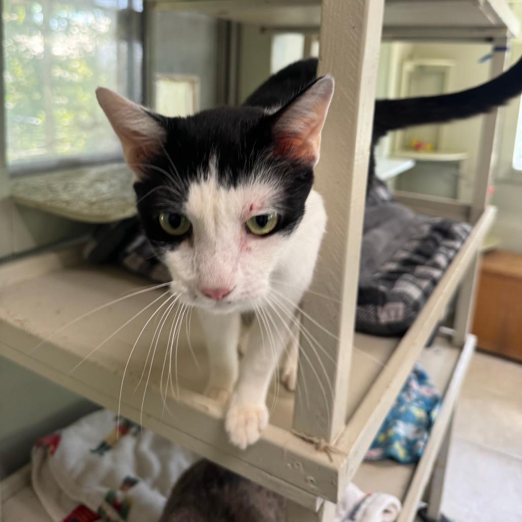 Jocelyn, Adoptable, Adult Female Domestic Short Hair.