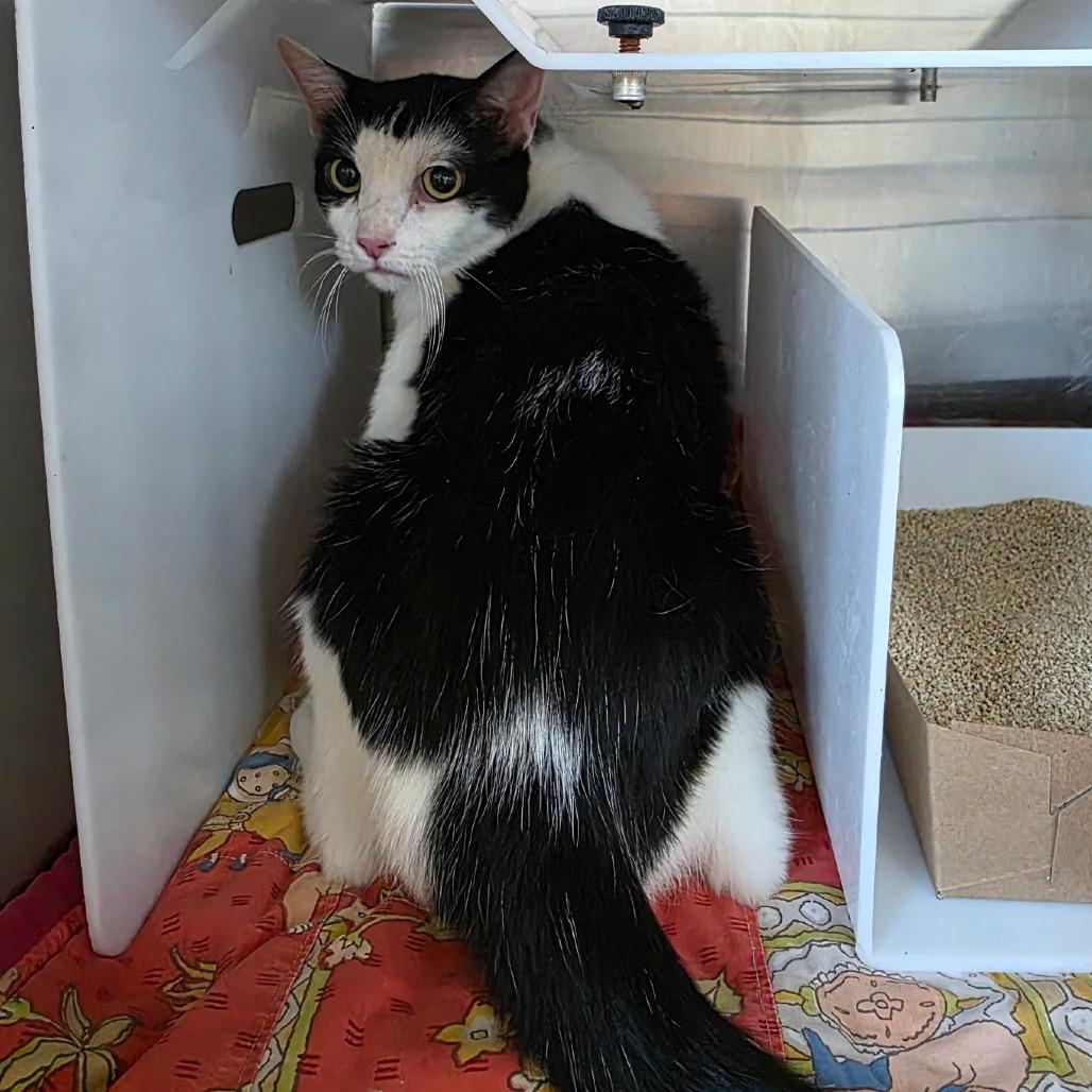 Enlarge Jocelyn, a Adoptable Domestic Short Hair in Eureka Springs, AR image 2/4