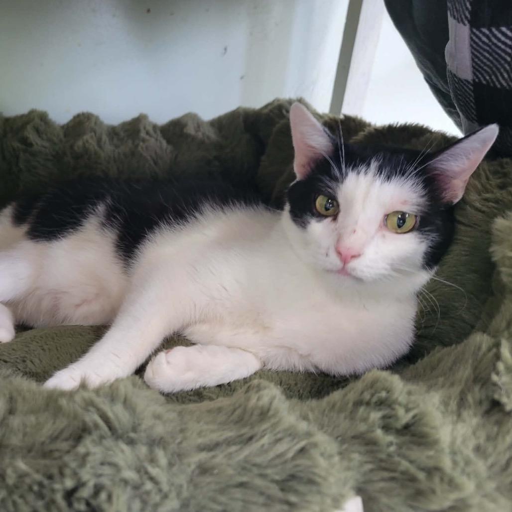 Enlarge Jocelyn, a Adoptable Domestic Short Hair in Eureka Springs, AR image 3/4