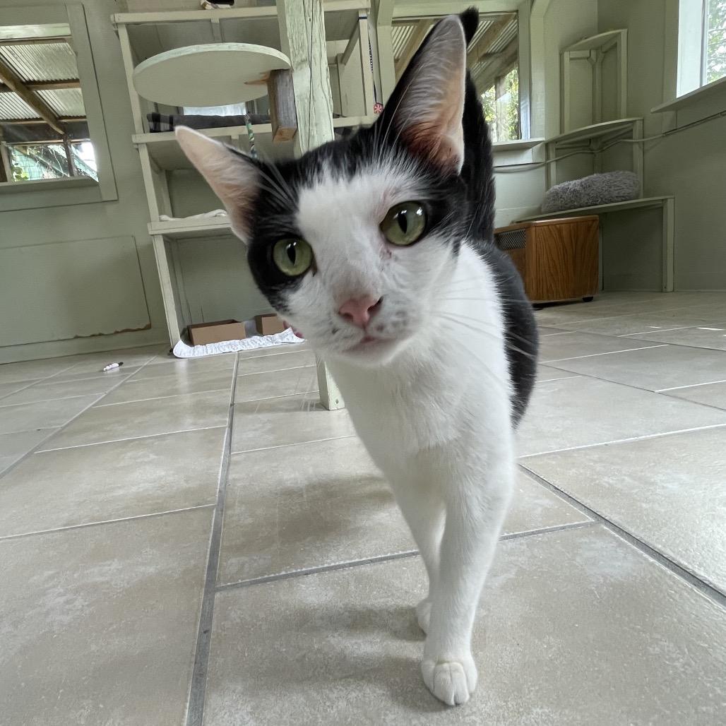 Enlarge Jocelyn, a Adoptable Domestic Short Hair in Eureka Springs, AR image 4/4