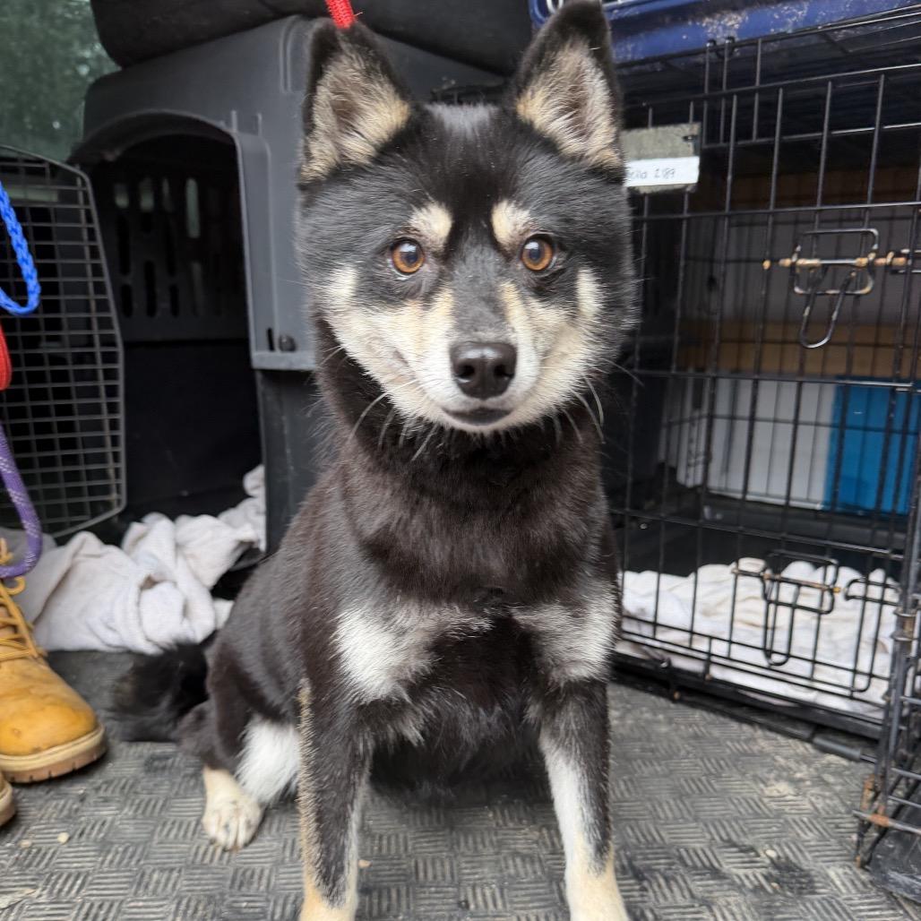 Enlarge Blacky, a Adoptable Klee Kai in Northbrook, IL image 1/1
