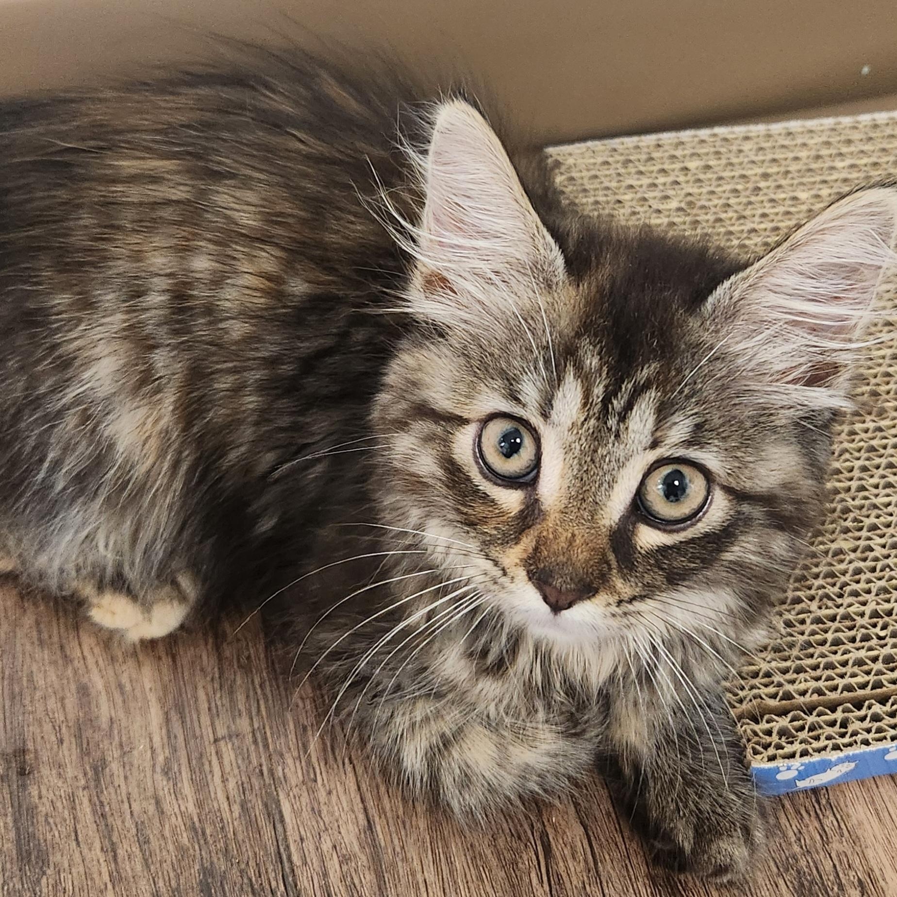 Delilah