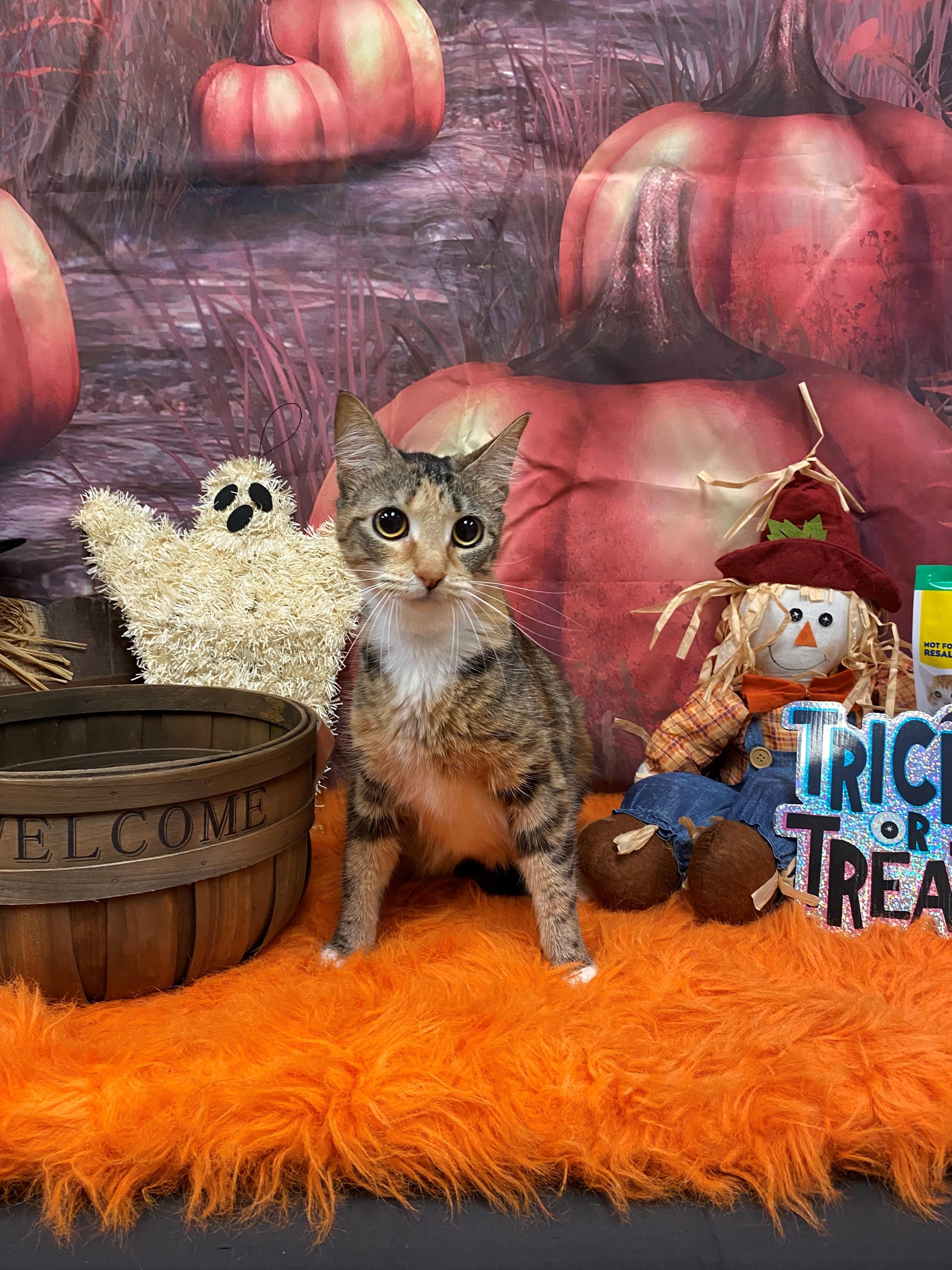 Enlarge Cutie 56144365, a Adoptable Domestic Short Hair in Harvey , LA image 1/1