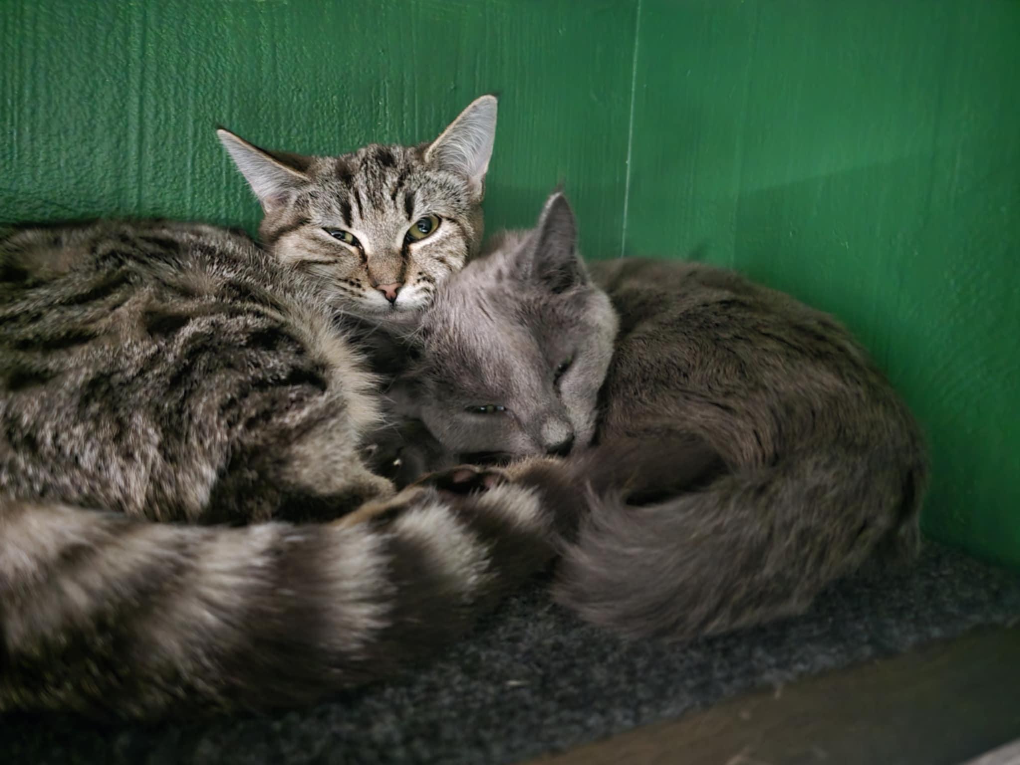 Enlarge Shirley, a Adoptable mixed breed in West Richland, WA image 5/6