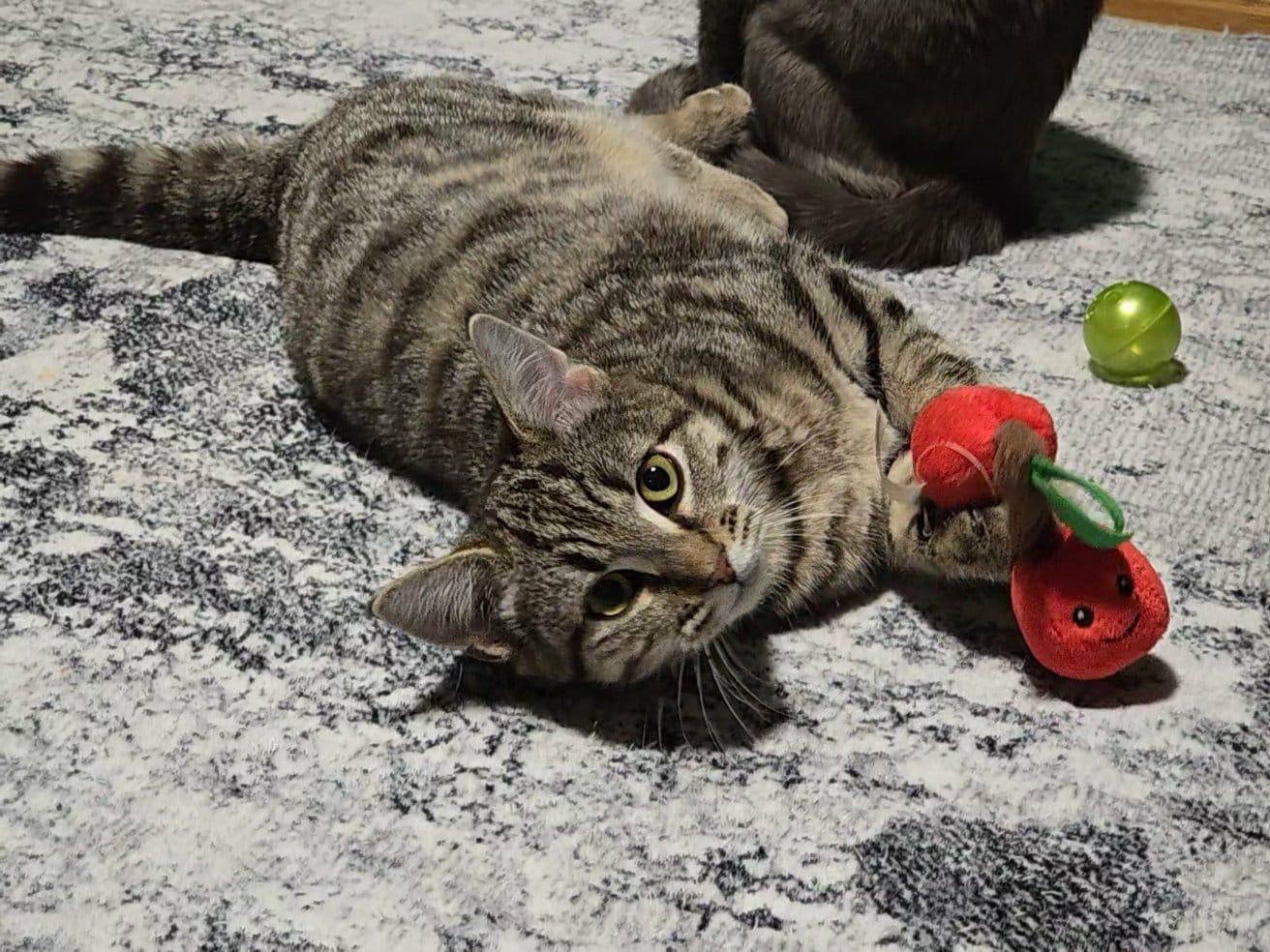 Enlarge Shirley, a Adoptable mixed breed in West Richland, WA image 6/6