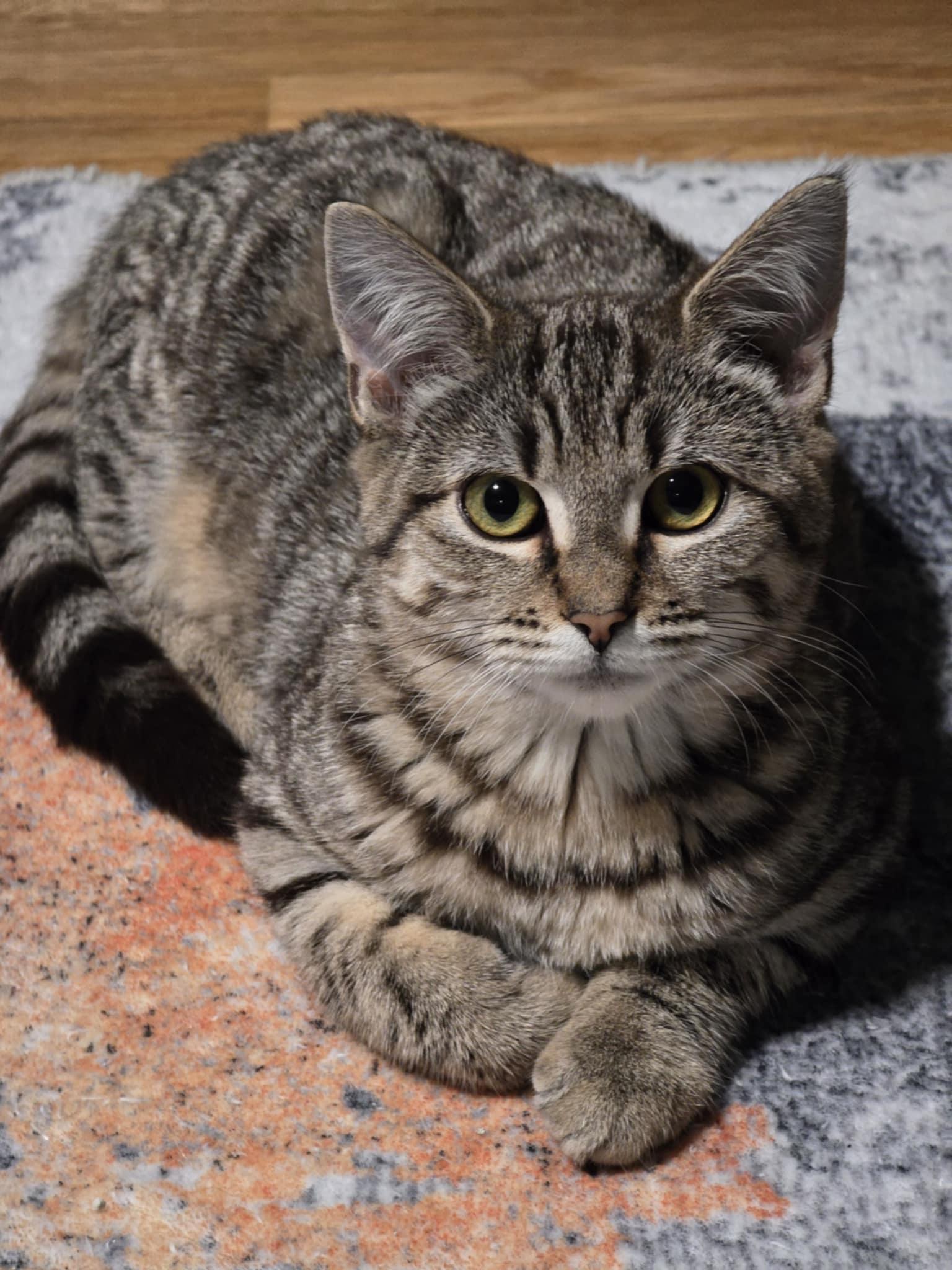 Enlarge Shirley, a Adoptable mixed breed in West Richland, WA image 2/6