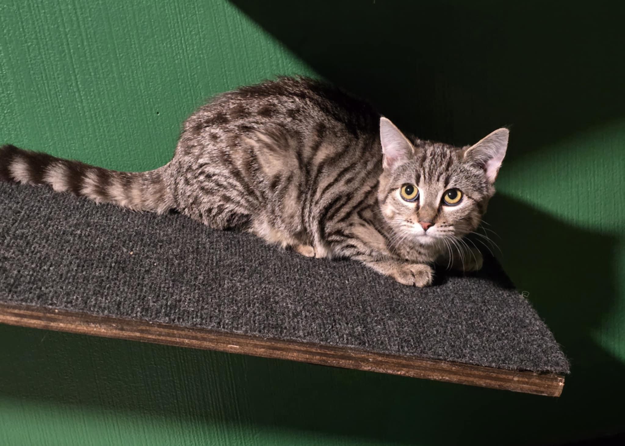 Enlarge Shirley, a Adoptable mixed breed in West Richland, WA image 4/6