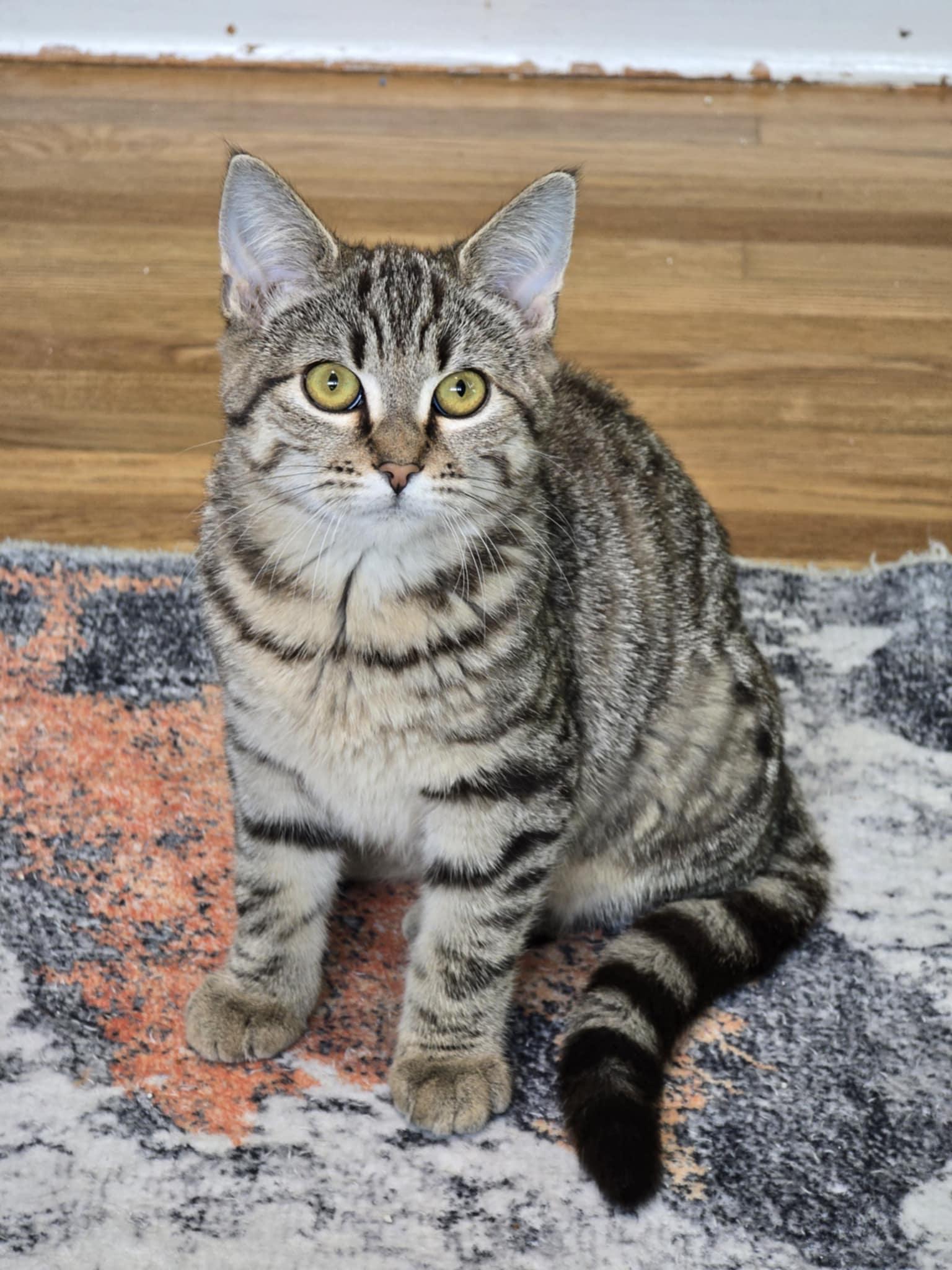 Enlarge Shirley, a Adoptable mixed breed in West Richland, WA image 3/6