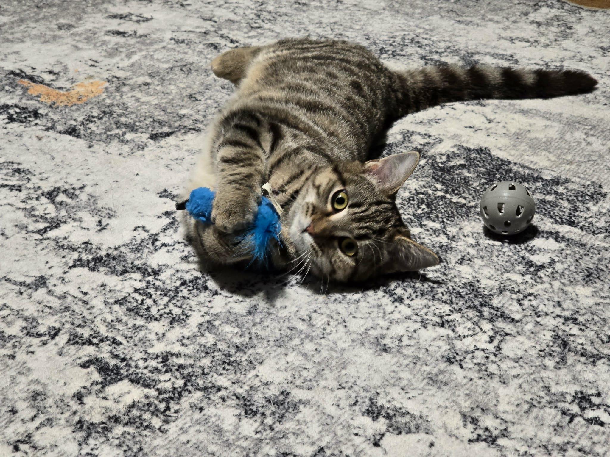 Shirley, Adoptable, Young Female Domestic Short Hair & Tabby.