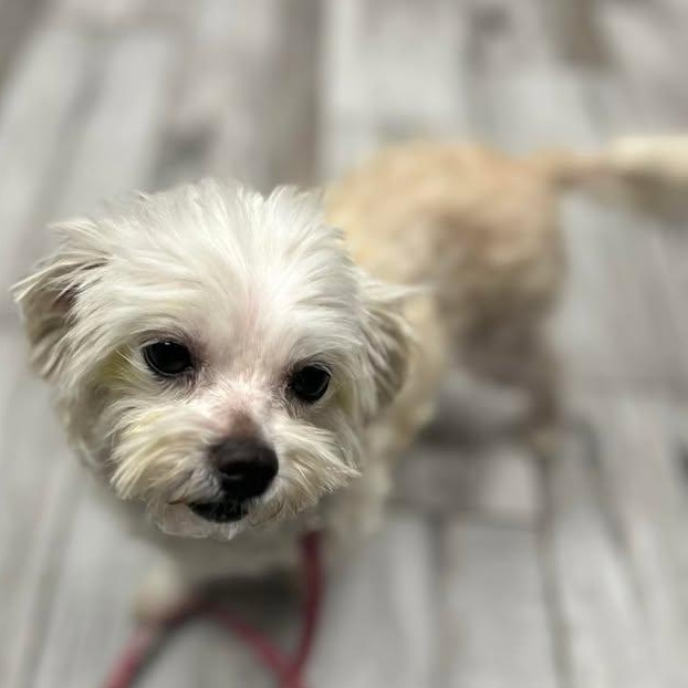 Enlarge Pip (20260430-02), an adopted mixed breed in Niagara on the Lake, ON image 5/5