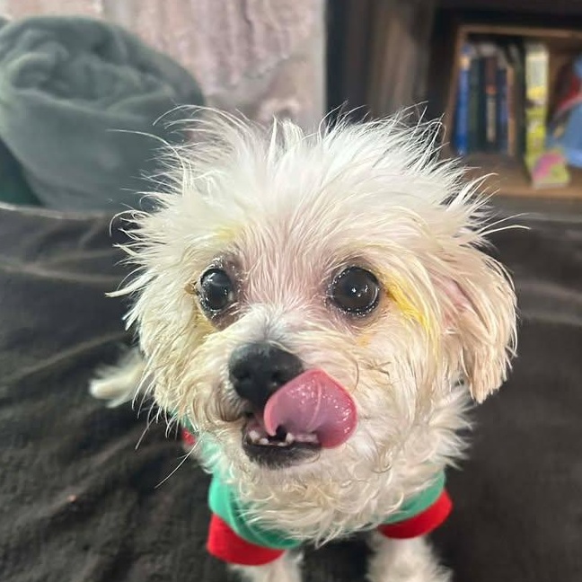 Enlarge Pip (20260430-02), an adopted mixed breed in Niagara on the Lake, ON image 2/5