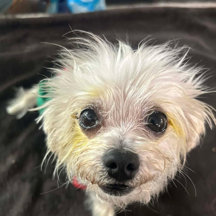 Pip (20260430-02), adopted, Adult Male Maltese.