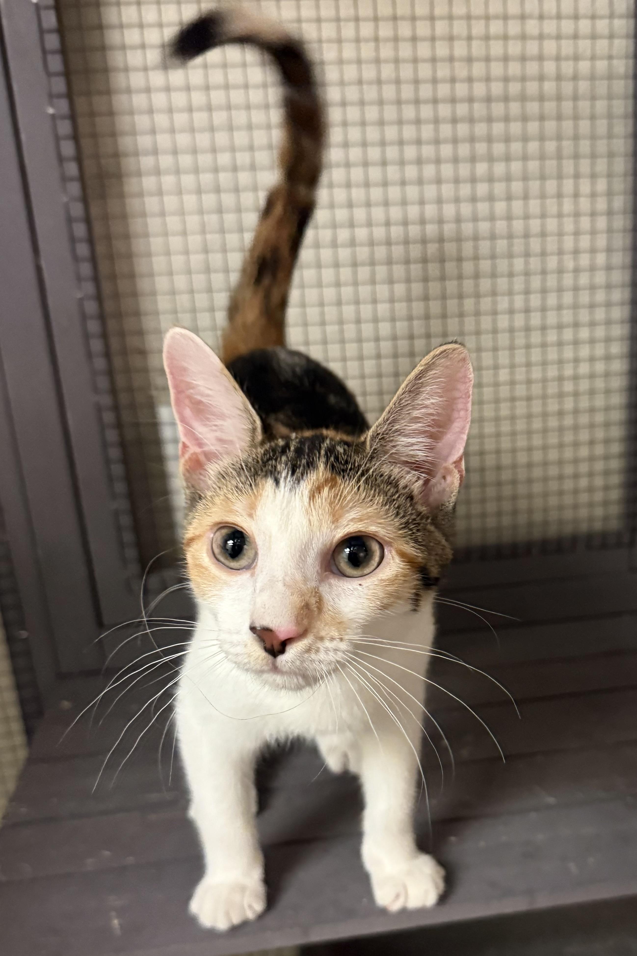 Stitches, Young Female Domestic Short Hair