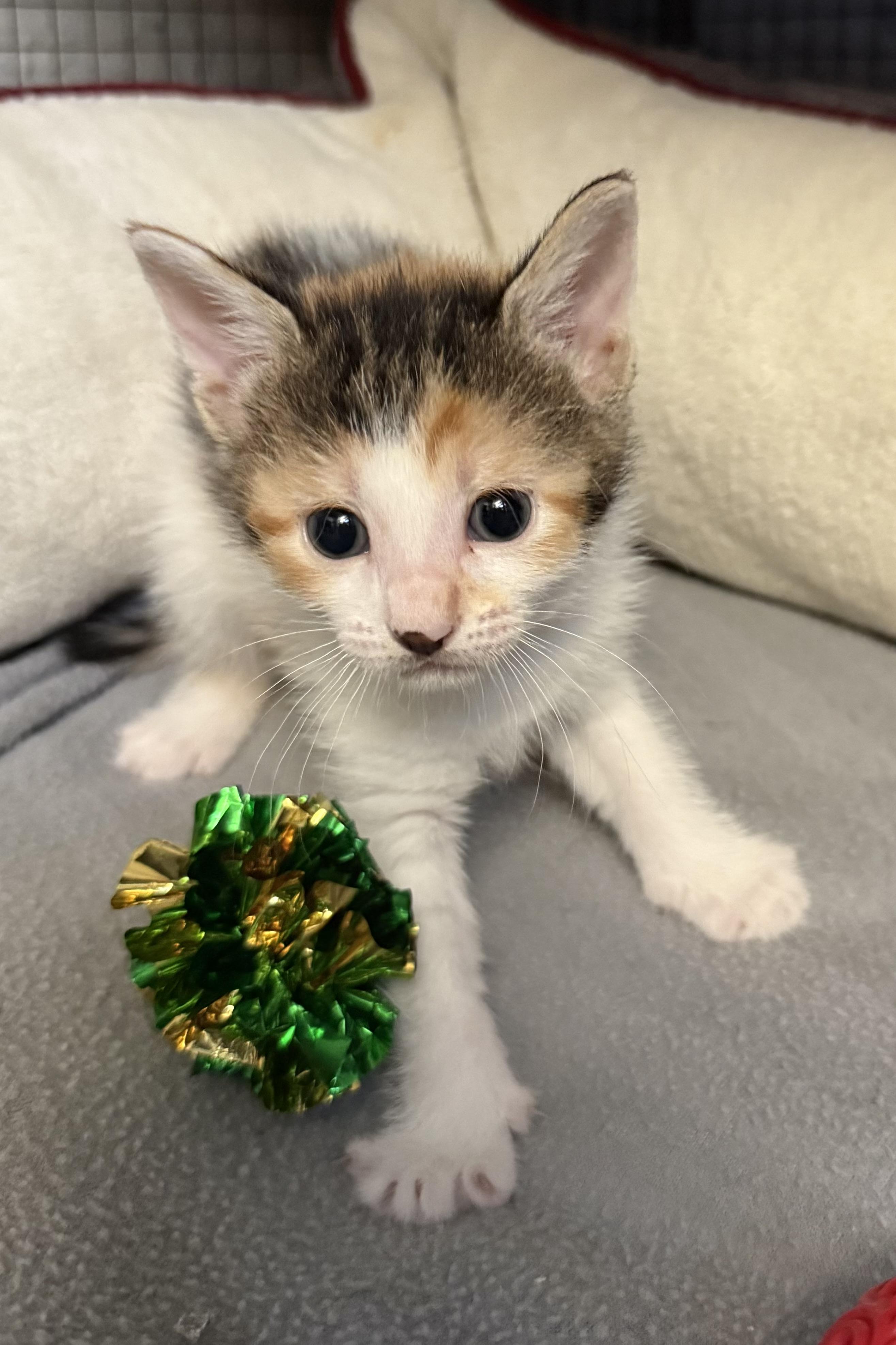 Stitches, a Adoptable Domestic Short Hair in Plant City, FL image 6/6