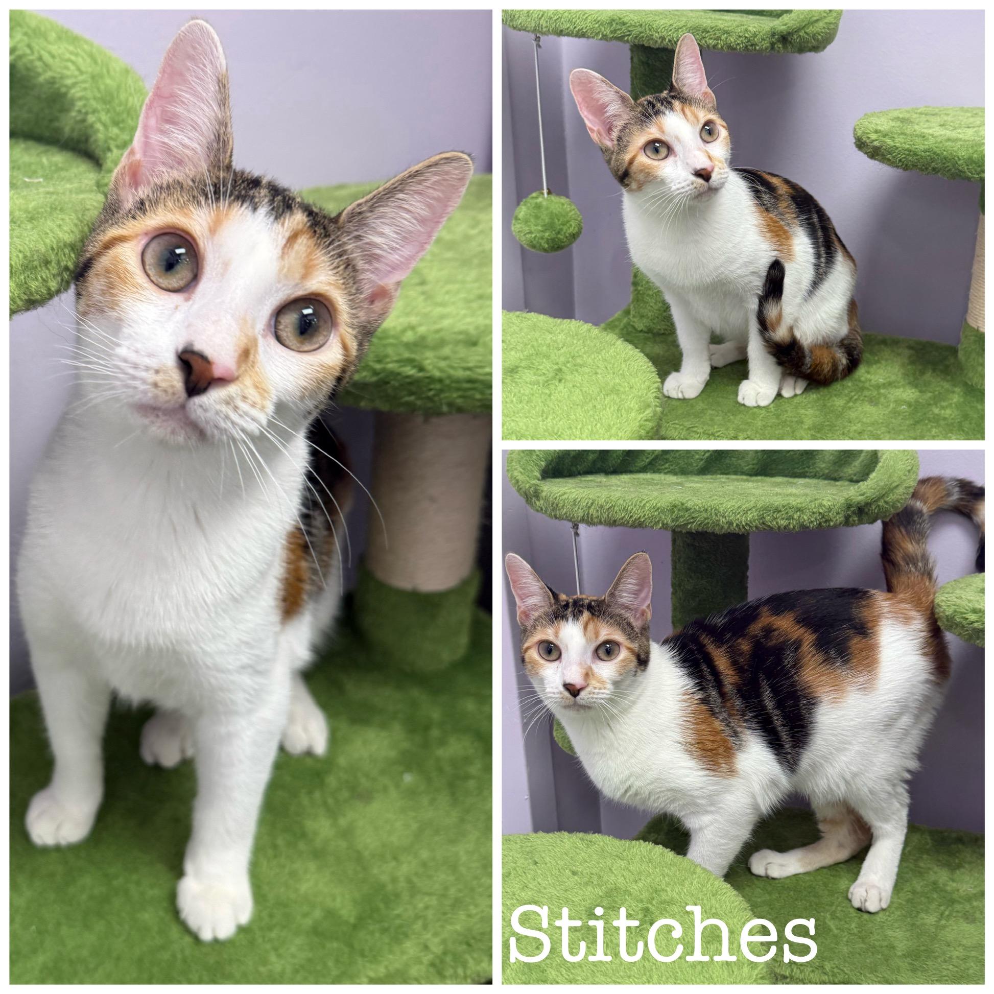 Stitches, a Adoptable Domestic Short Hair in Plant City, FL image 3/6