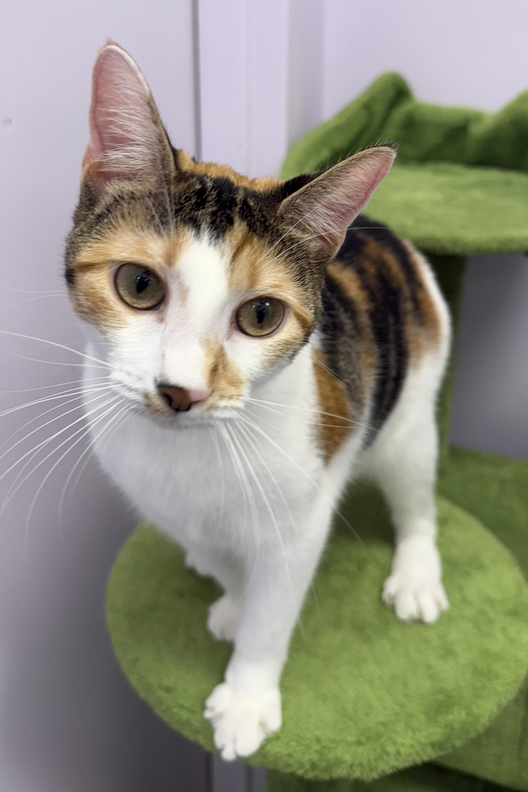 Stitches, a Adoptable Domestic Short Hair in Plant City, FL image 2/6