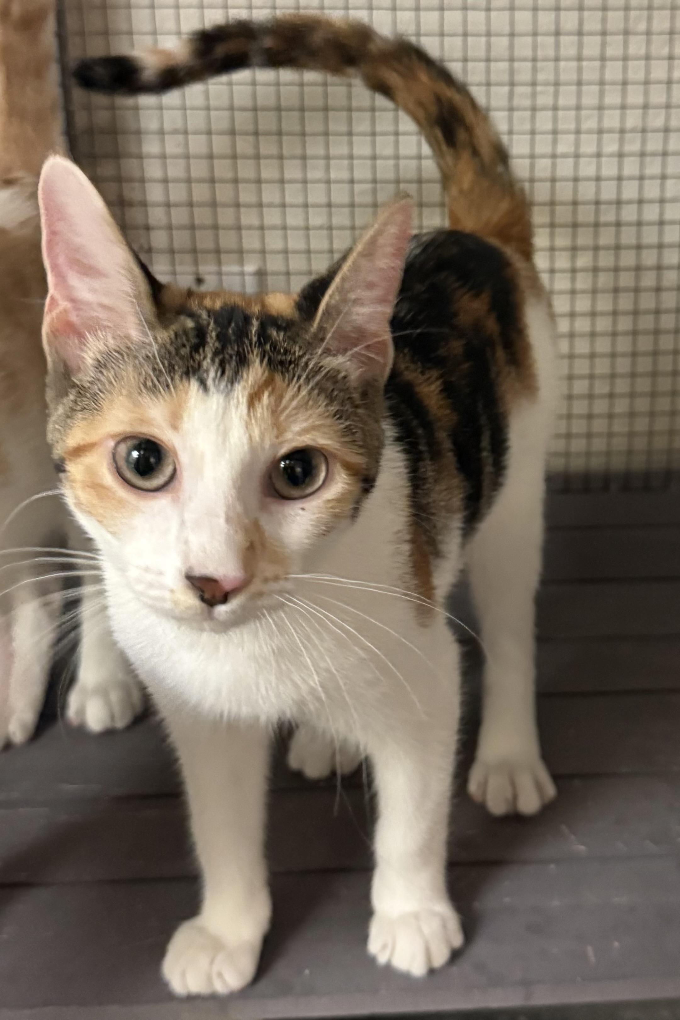 Stitches, a Adoptable Domestic Short Hair in Plant City, FL image 5/6