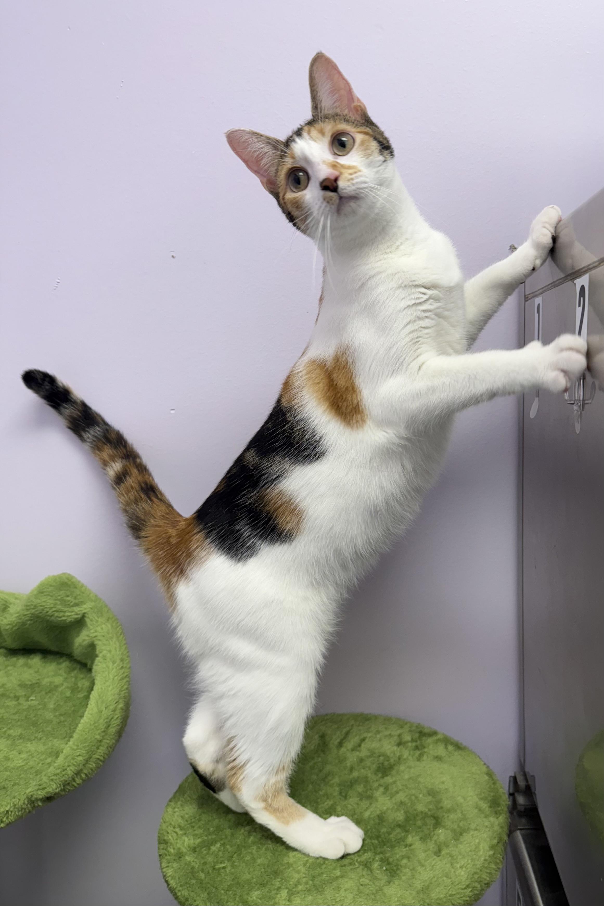 Stitches, Adoptable, Young Female Domestic Short Hair.