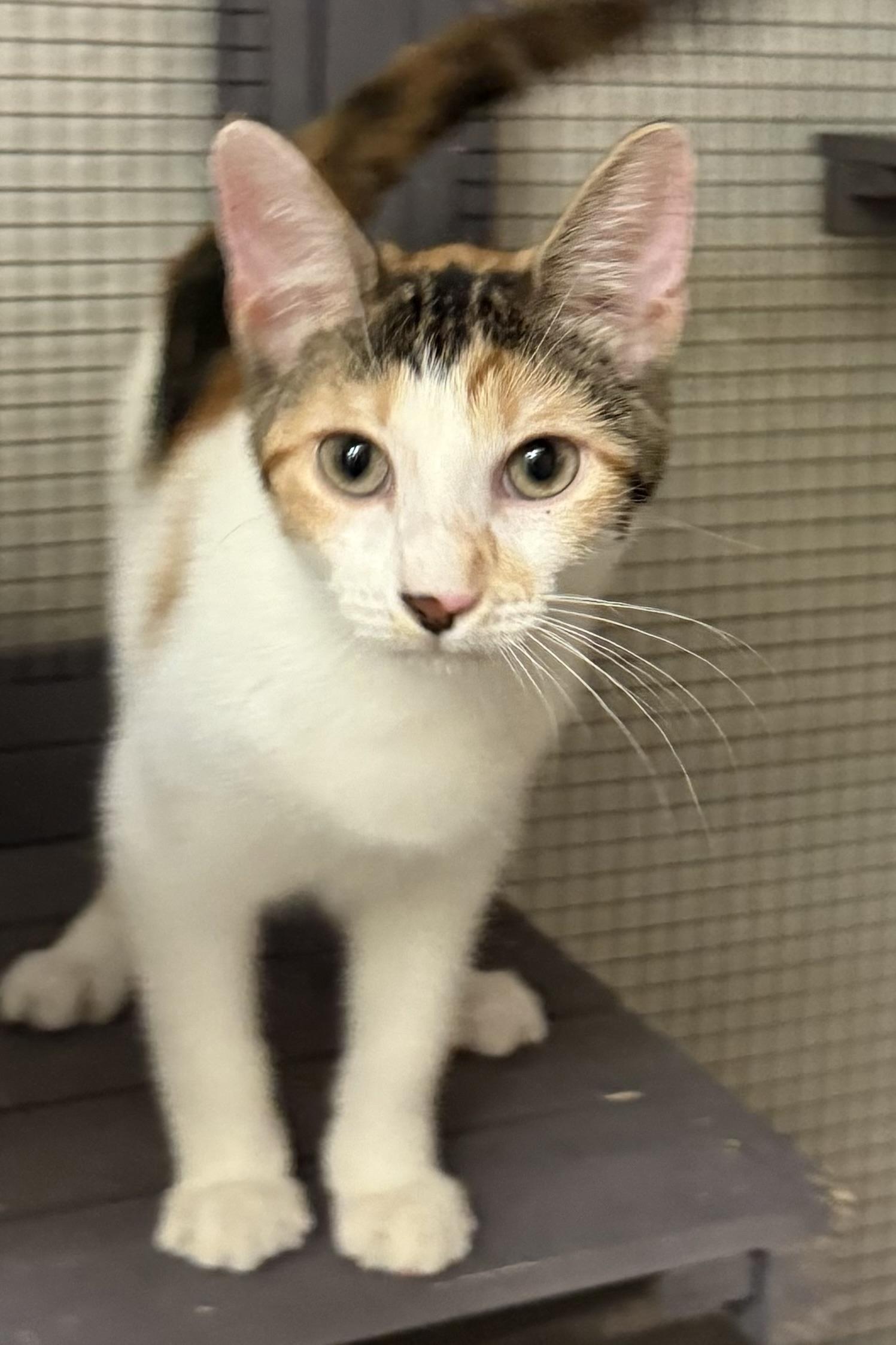 Stitches, a Adoptable Domestic Short Hair in Plant City, FL image 4/6