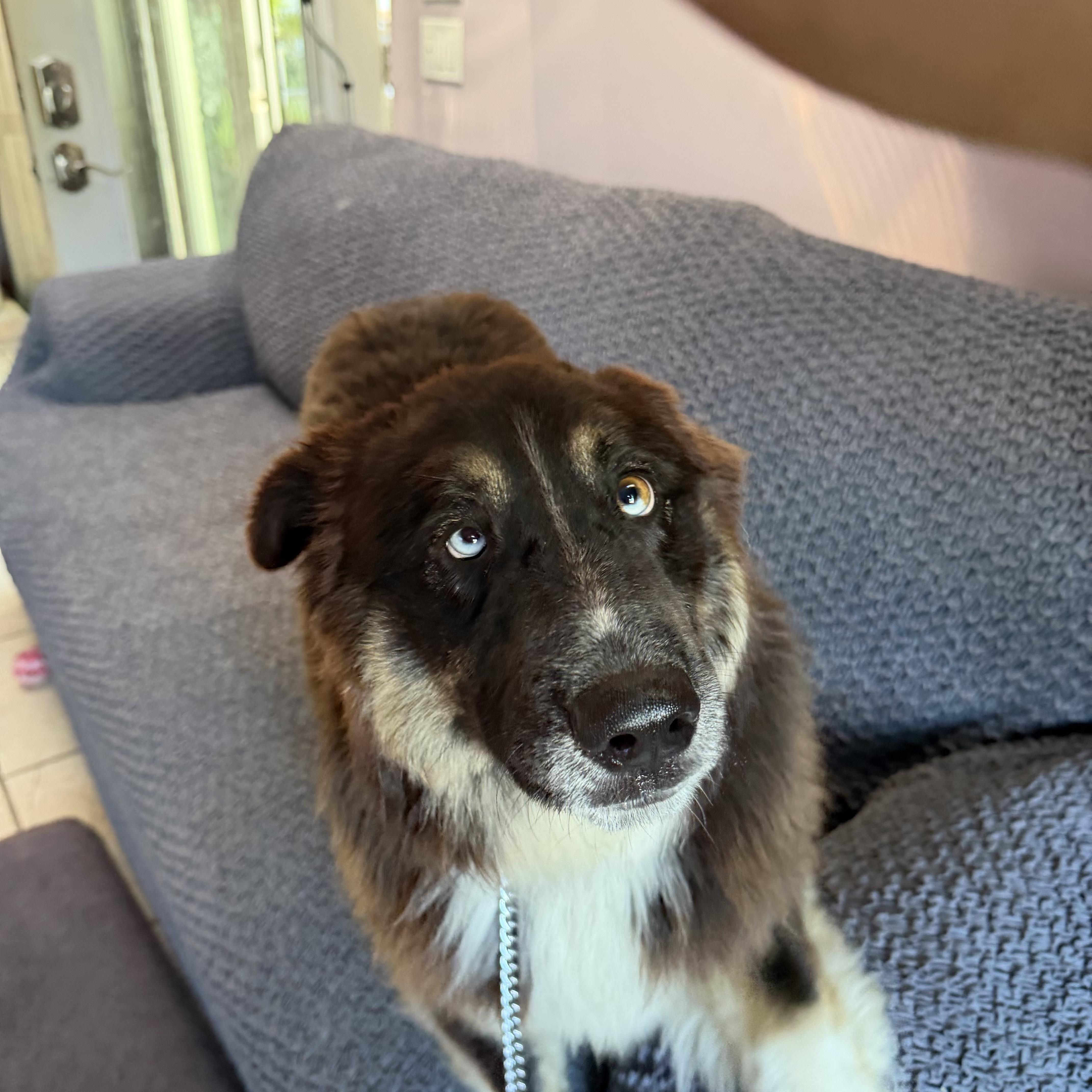Enlarge WINTER, a Adoptable mixed breed in new Hyde Park, NY image 3/6