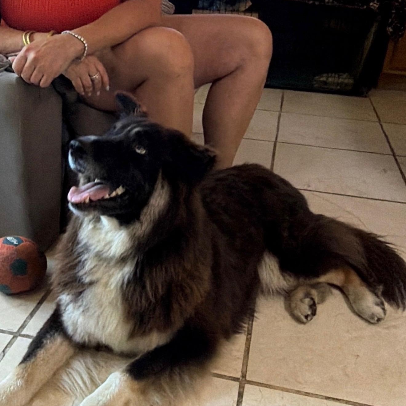Enlarge WINTER, a Adoptable mixed breed in new Hyde Park, NY image 6/6