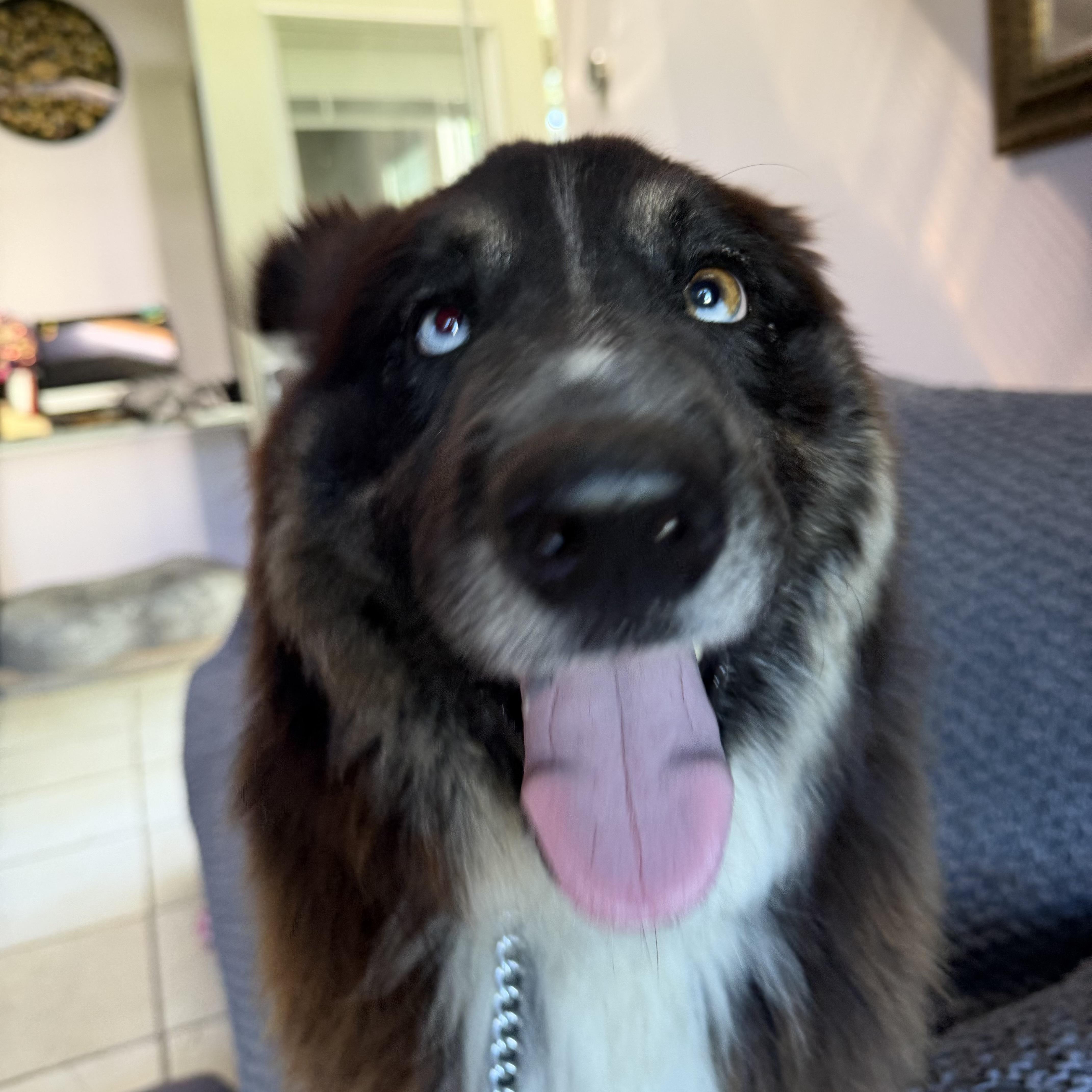 WINTER, Adoptable, Adult Male Husky & Australian Shepherd.