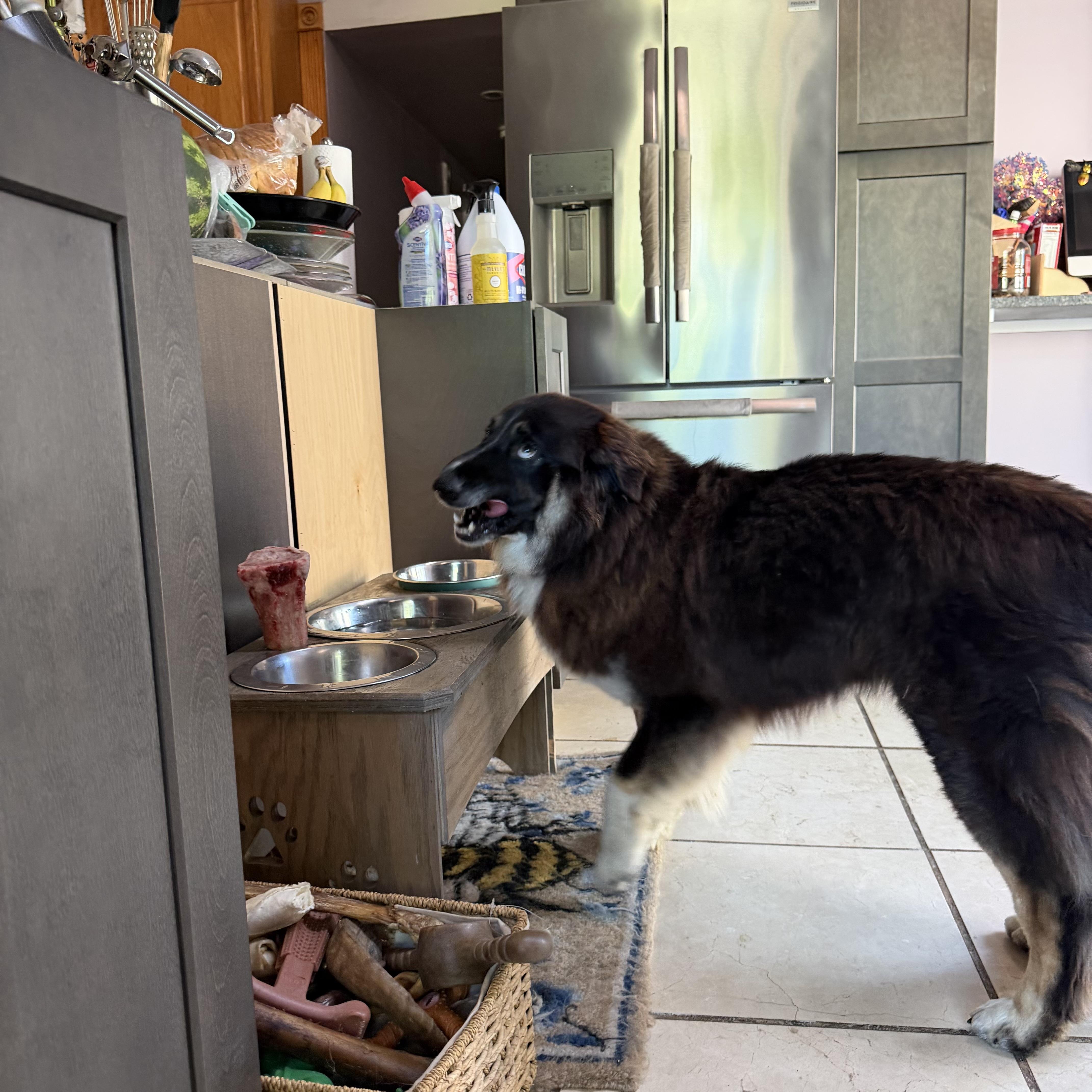 Enlarge WINTER, a Adoptable mixed breed in new Hyde Park, NY image 5/6
