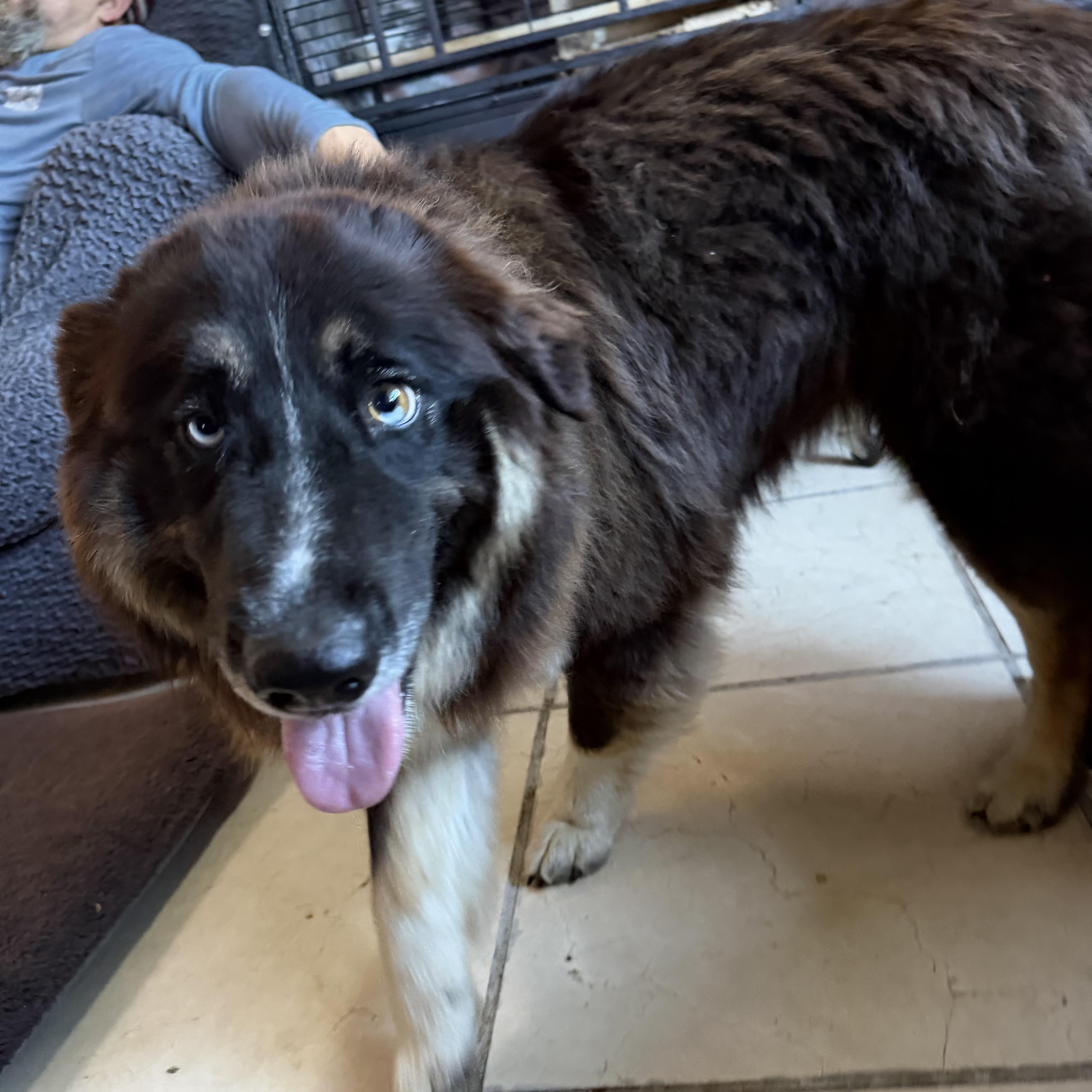 Enlarge WINTER, a Adoptable mixed breed in new Hyde Park, NY image 4/6