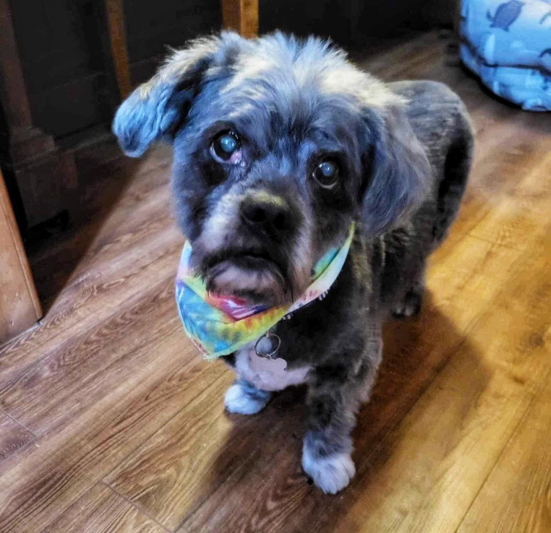 Izzy, Adopted, Senior Female Mixed Breed.