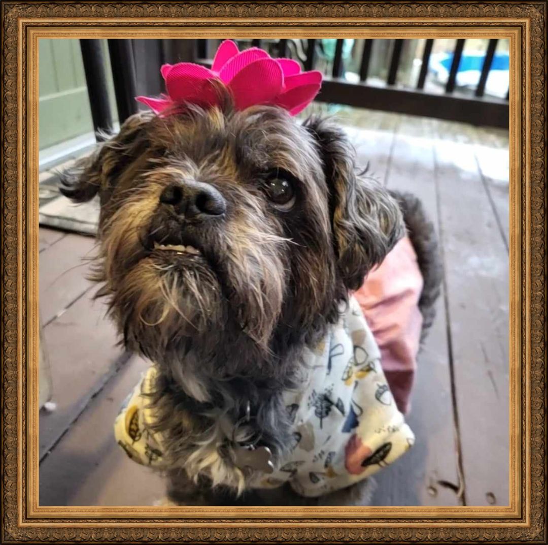 Izzy, a Adopted mixed breed in Kentville, NS image 2/3