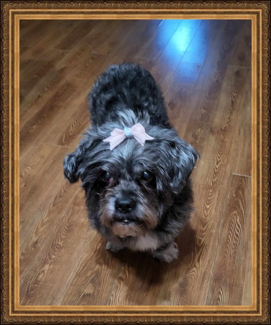 Izzy, a Adopted mixed breed in Kentville, NS image 3/3