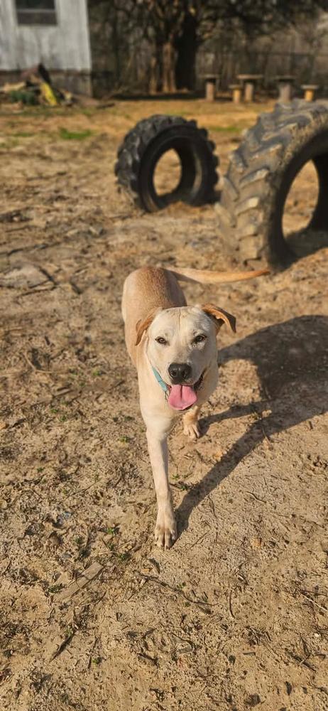 Lucky, Adoptable, Young Male Labrador Retriever.