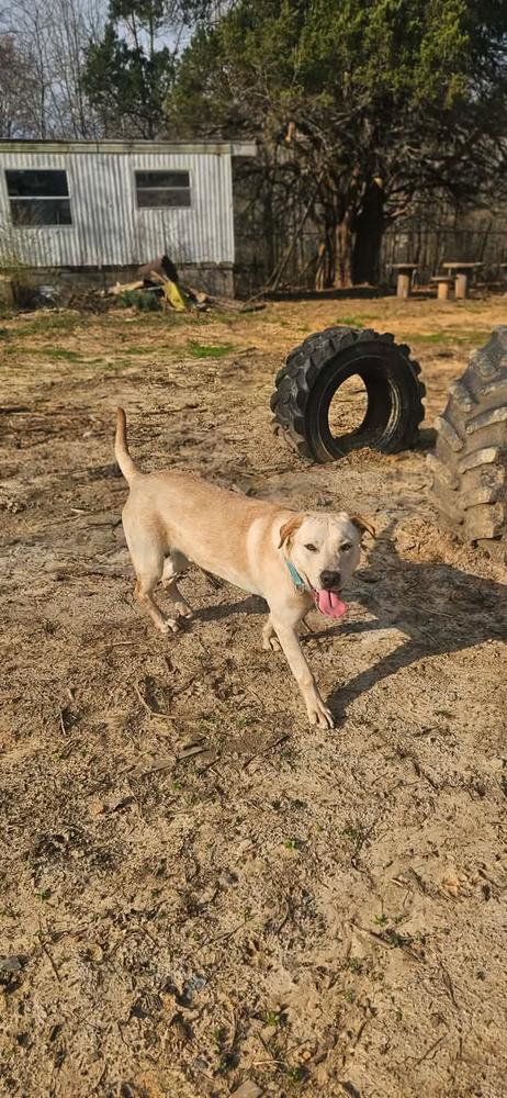 Enlarge Lucky, a Adoptable Labrador Retriever in Norfolk, MA image 2/2