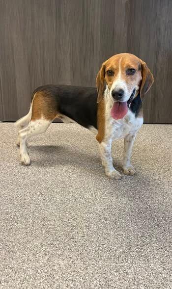 Relish, Adoptable, Young Male Beagle.
