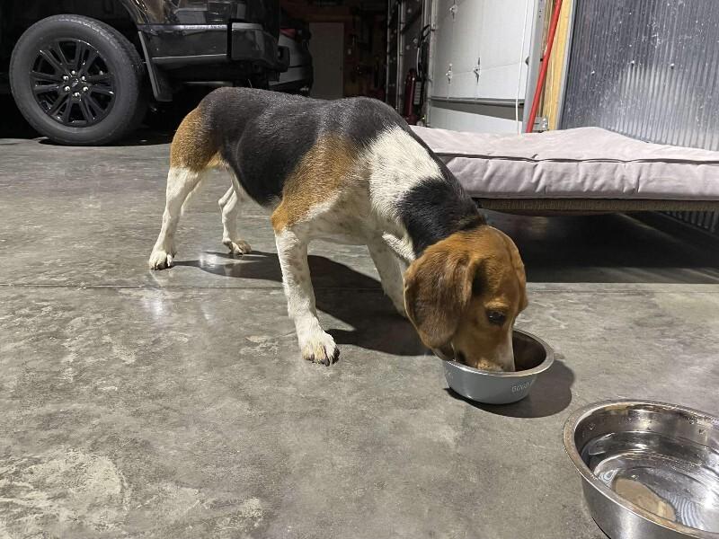 Enlarge Relish, a Adoptable Beagle in Georgetown, OH image 2/2