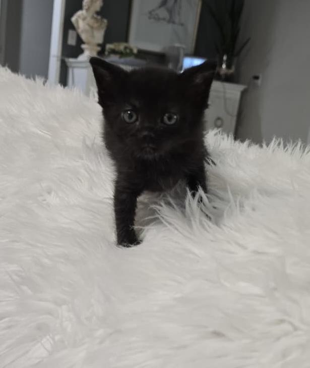 Enlarge Baby Olivia , an adopted Domestic Short Hair in Parkland, FL image 1/3