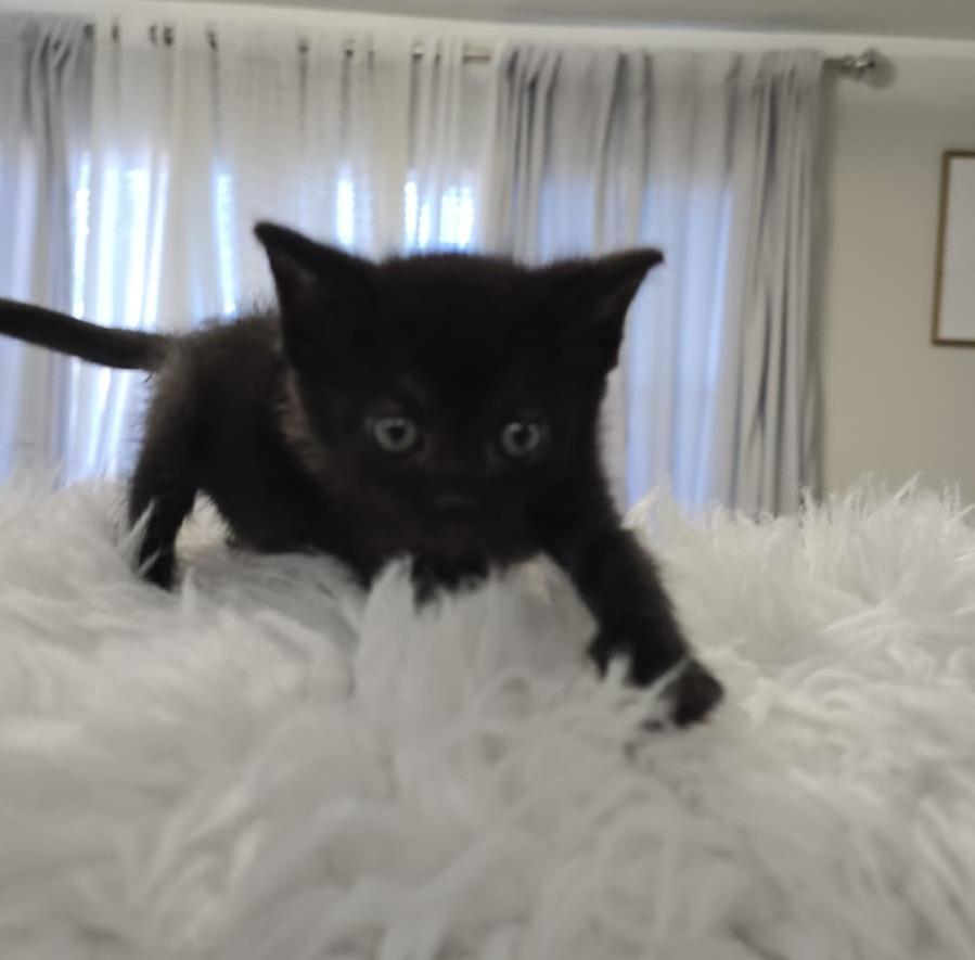 Enlarge Baby Olivia , an adopted Domestic Short Hair in Parkland, FL image 2/3