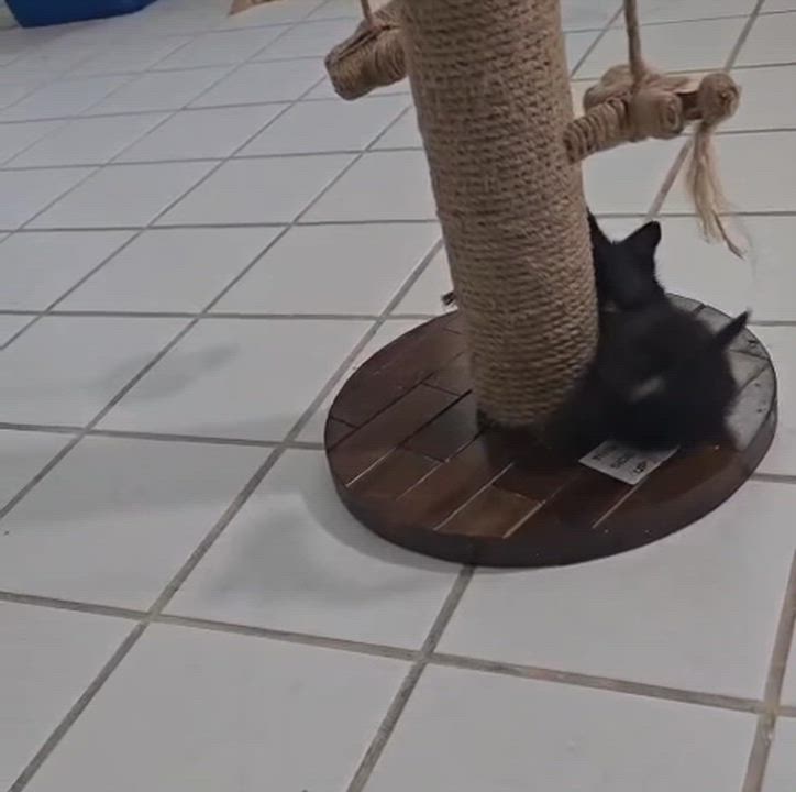 Enlarge Baby Olivia , an adopted Domestic Short Hair in Parkland, FL video 3/3