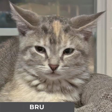 Enlarge Bru, a Adoptable Domestic Short Hair in Etobicoke, ON image 2/2