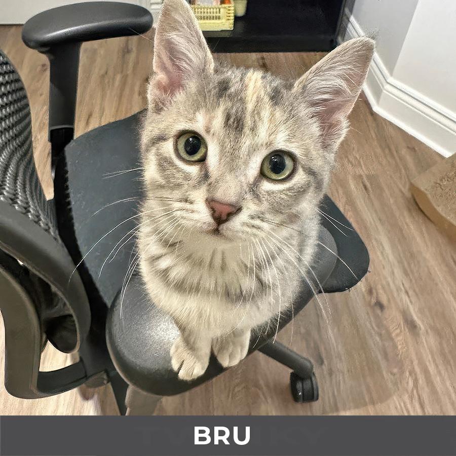 Bru, Adoptable, Kitten Female Domestic Short Hair.