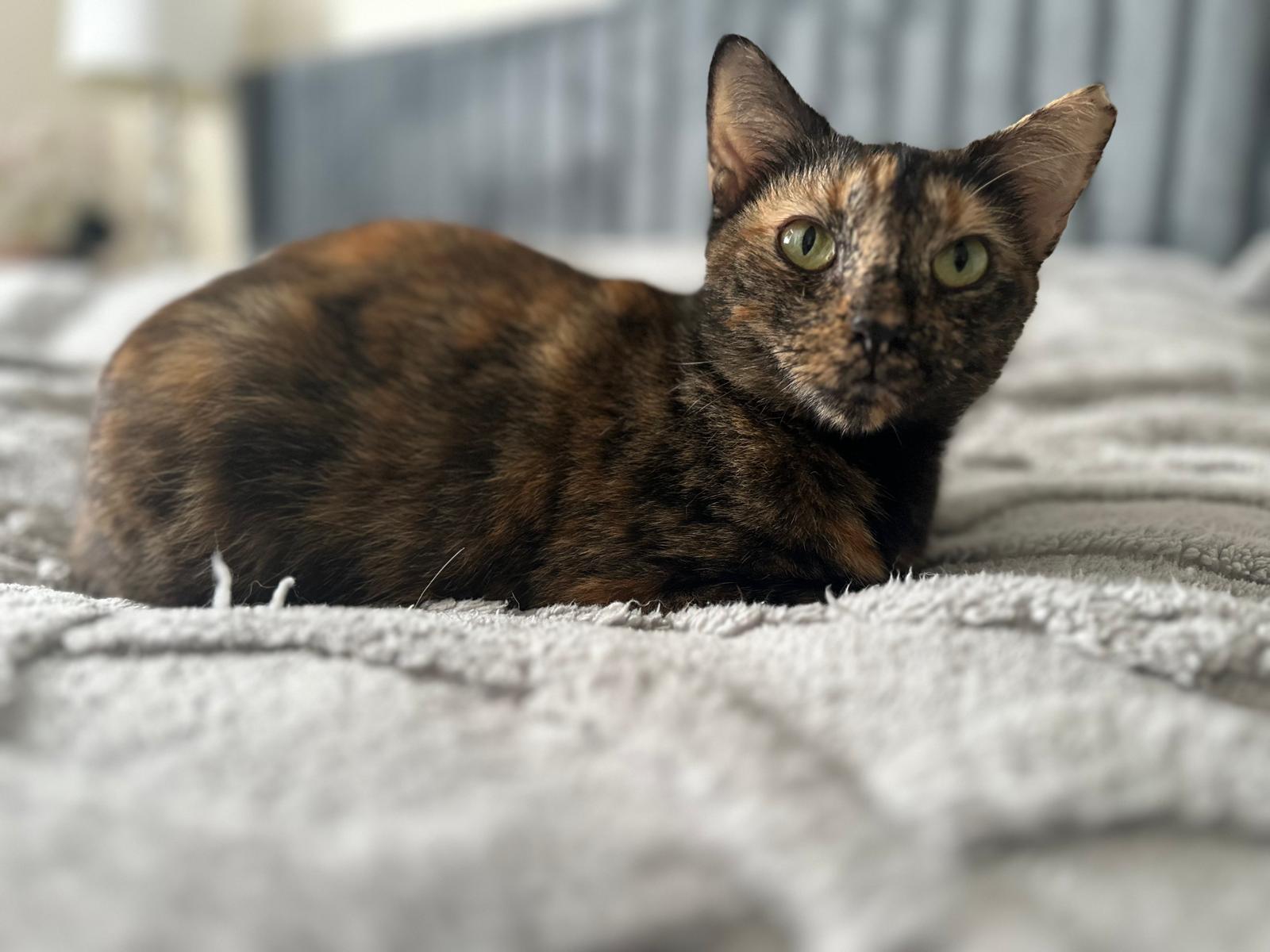 Enlarge Daisy, a Adoptable Domestic Short Hair in Greenville, SC image 4/6