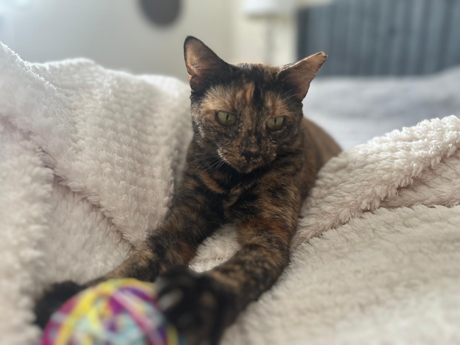 Enlarge Daisy, a Adoptable Domestic Short Hair in Greenville, SC image 3/6